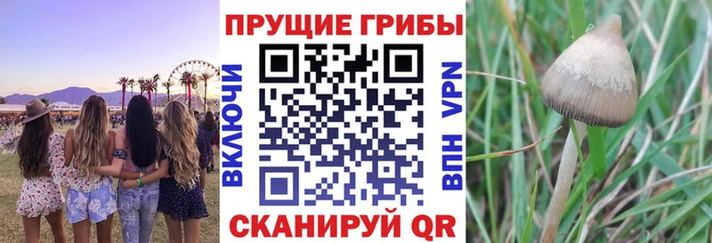 Галлюциногенные грибы Cubensis  наркошоп  Уржум 